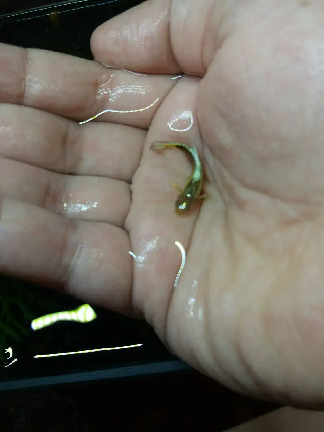 گوپی نر|ماهی|اصفهان, شاهد|دیوار