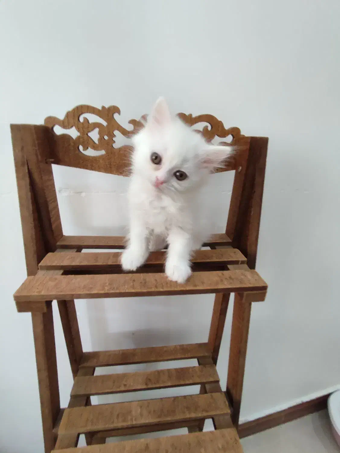 پرشین بریتیش ماده|گربه|ساری, |دیوار