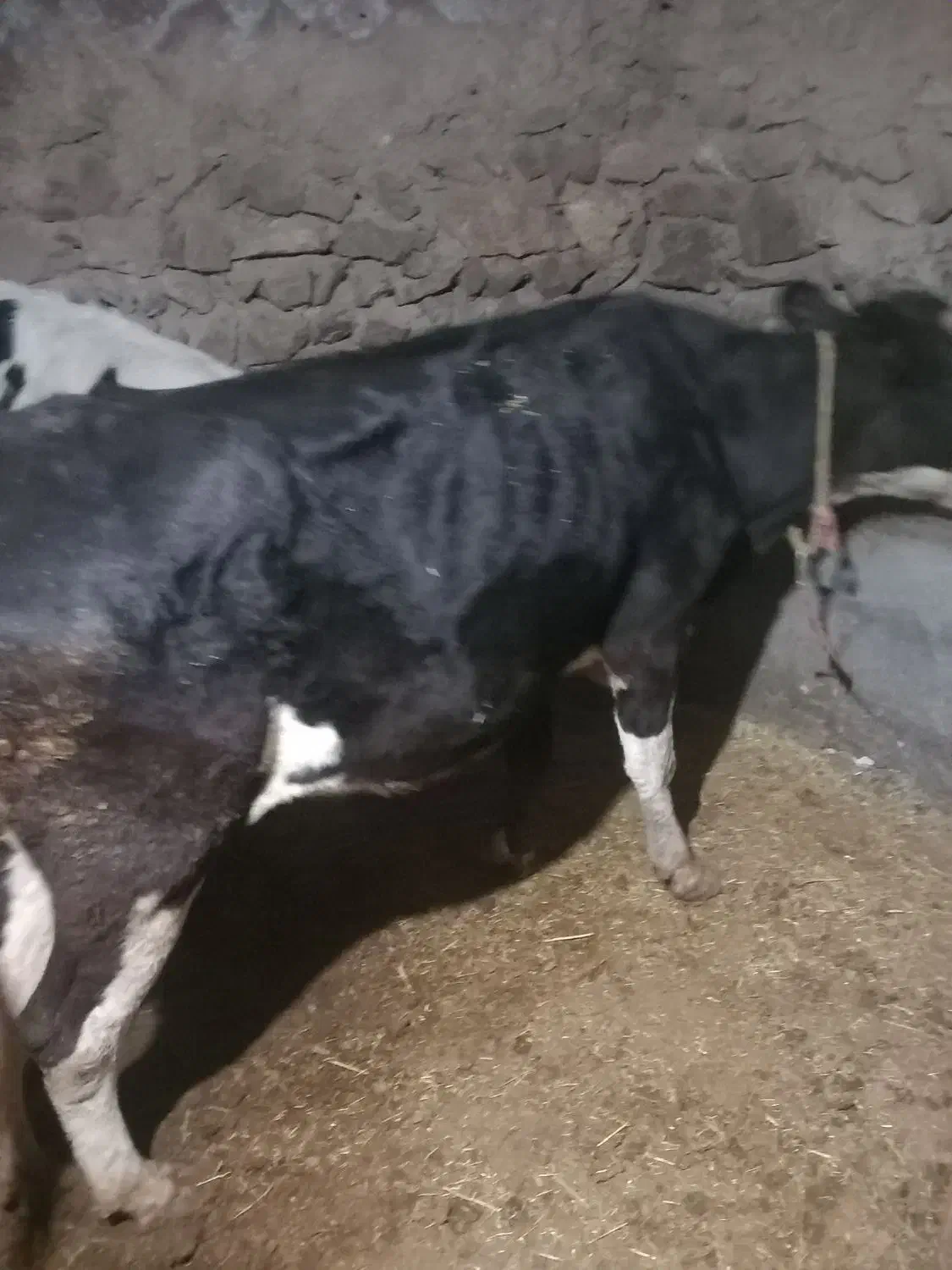 گاو گوساله|حیوانات مزرعه|دهگلان, |دیوار
