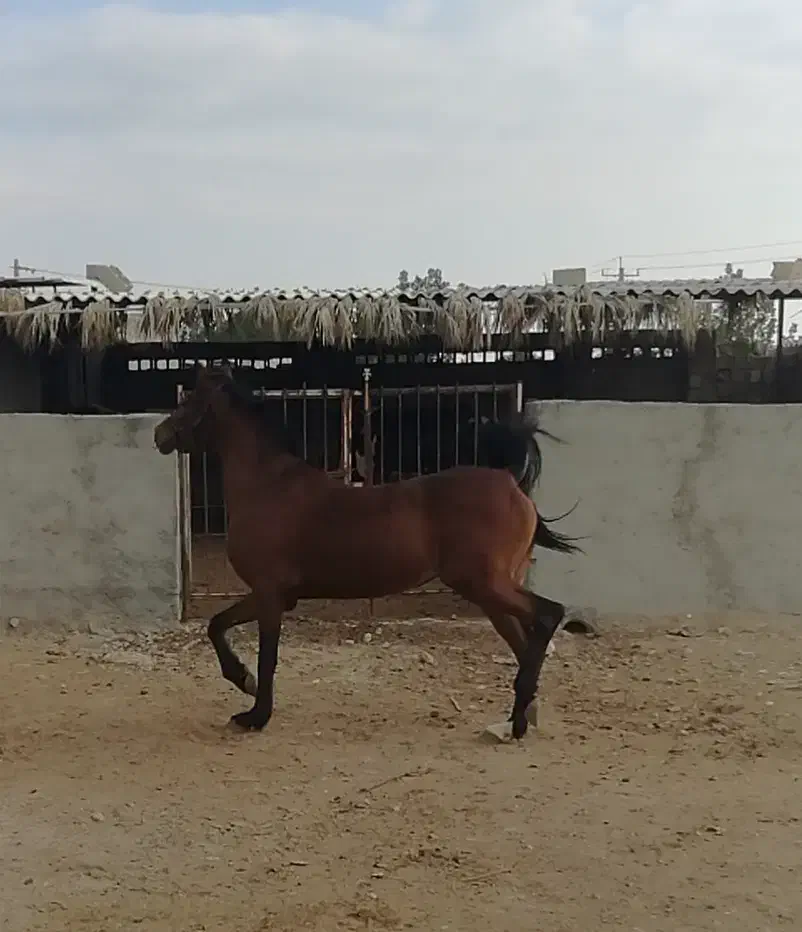 اسب درشور ترکی|اسب و تجهیزات اسب‌سواری|برازجان, |دیوار