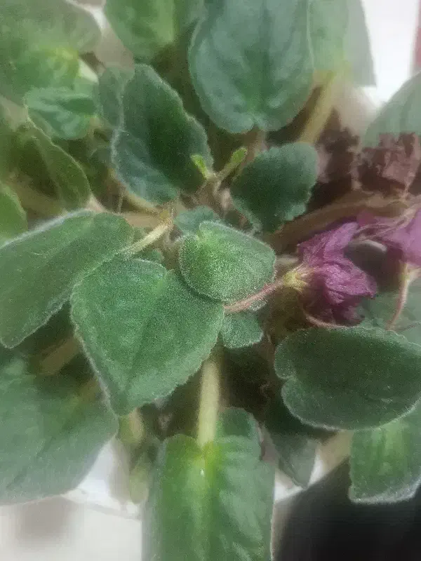 گل بنفشه آفریقایی|گل و گیاه طبیعی|لیسار, |دیوار