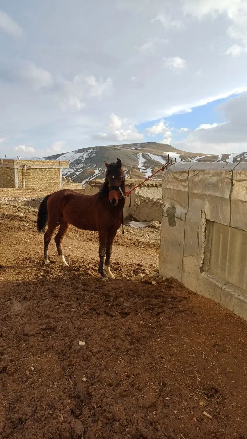کره نریان ۲۰ ماهه|اسب و تجهیزات اسب‌سواری|انگوران, |دیوار