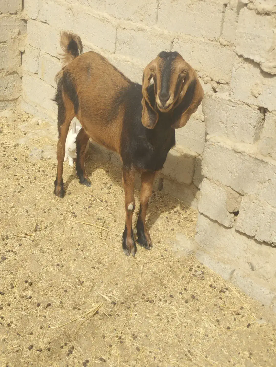 بز مری|حیوانات مزرعه|زهک, |دیوار