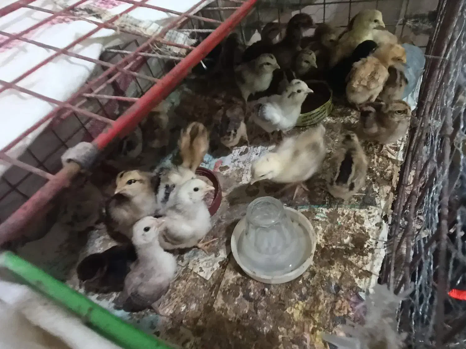 جوجه خانگی|حیوانات مزرعه|زابل, |دیوار