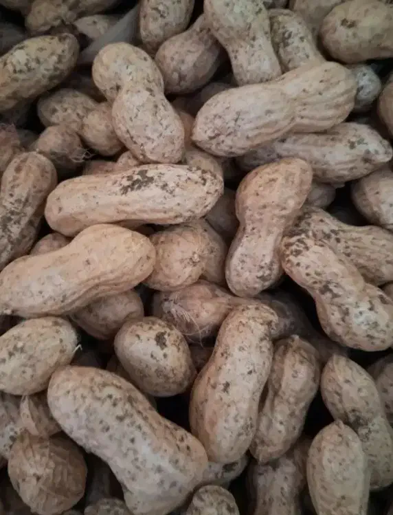 بادام زمینی|خوردنی و آشامیدنی|گنبد کاووس, |دیوار