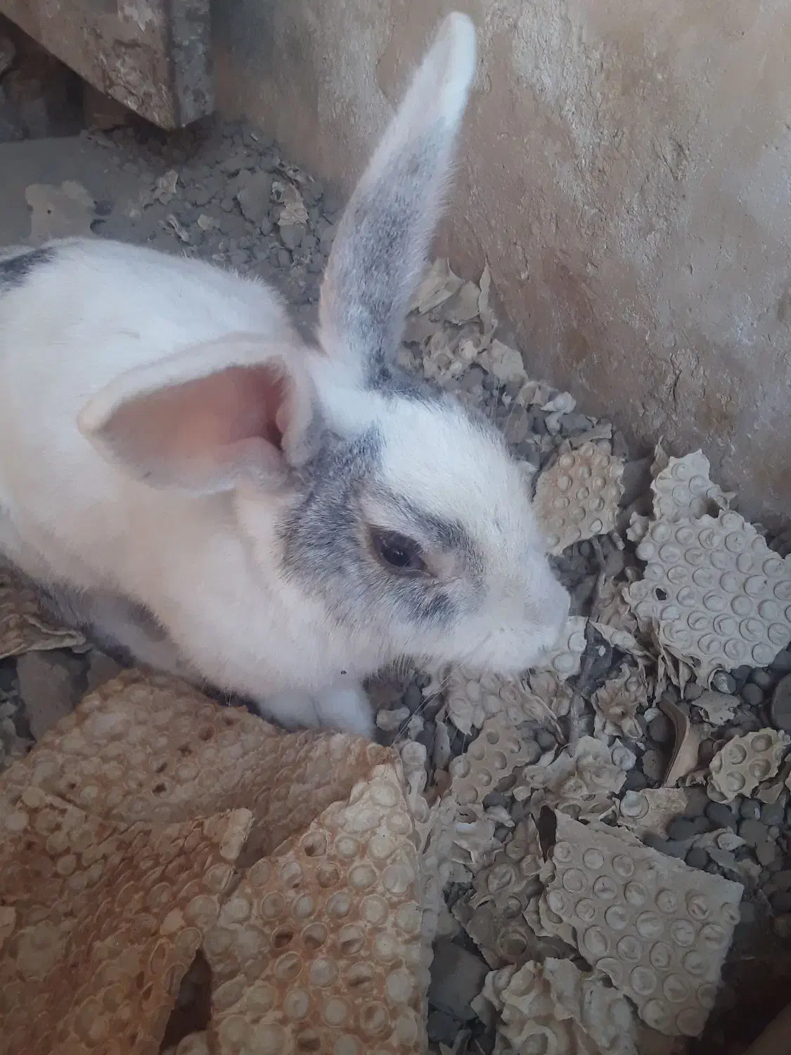 خرگوش ها همه اوس یا بچه دارن ۸ عدد ماده ۲ نر هستن|موش و خرگوش|میناب, |دیوار