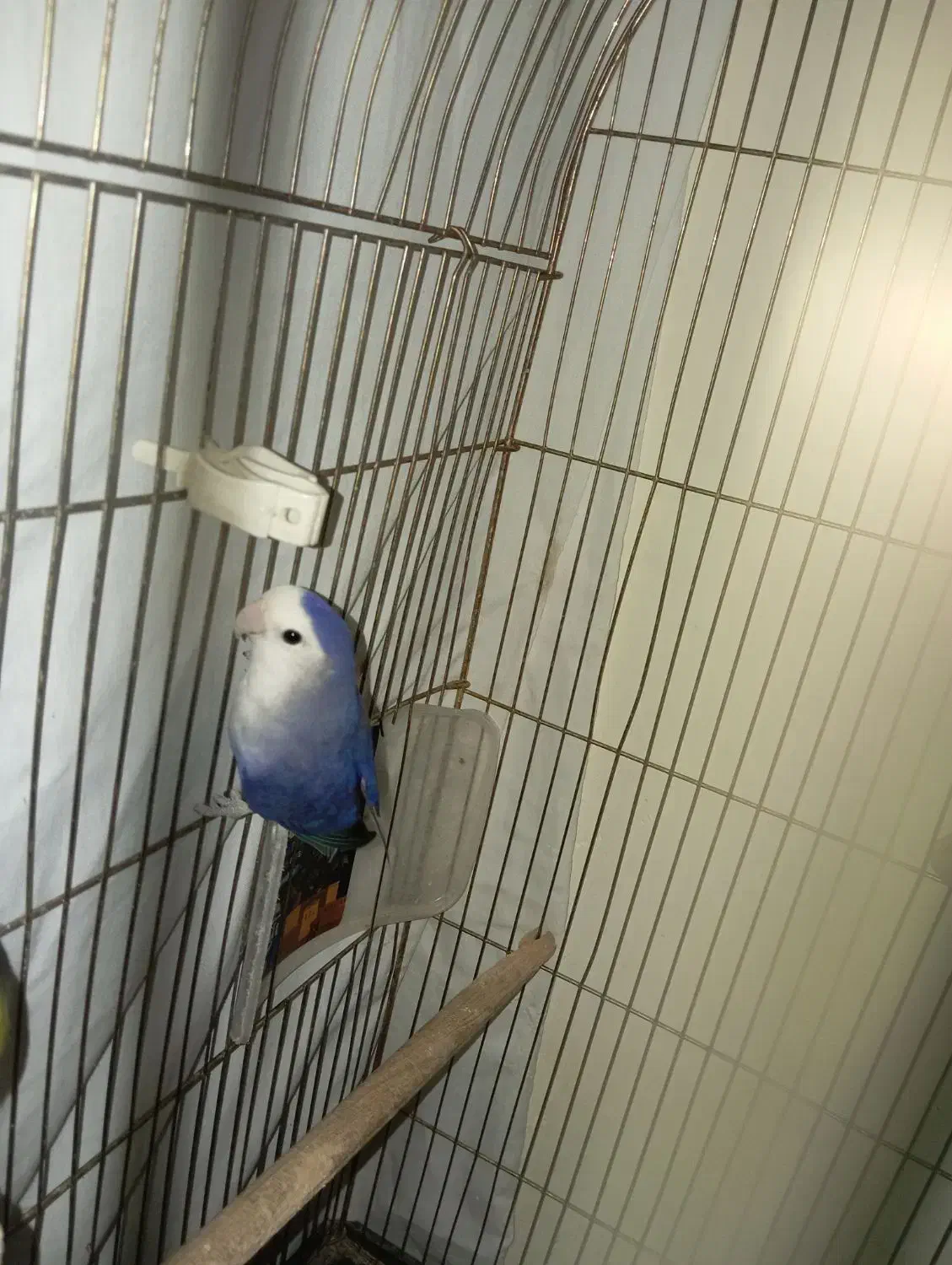 طوطی برزیلی|پرنده|ماکو, |دیوار