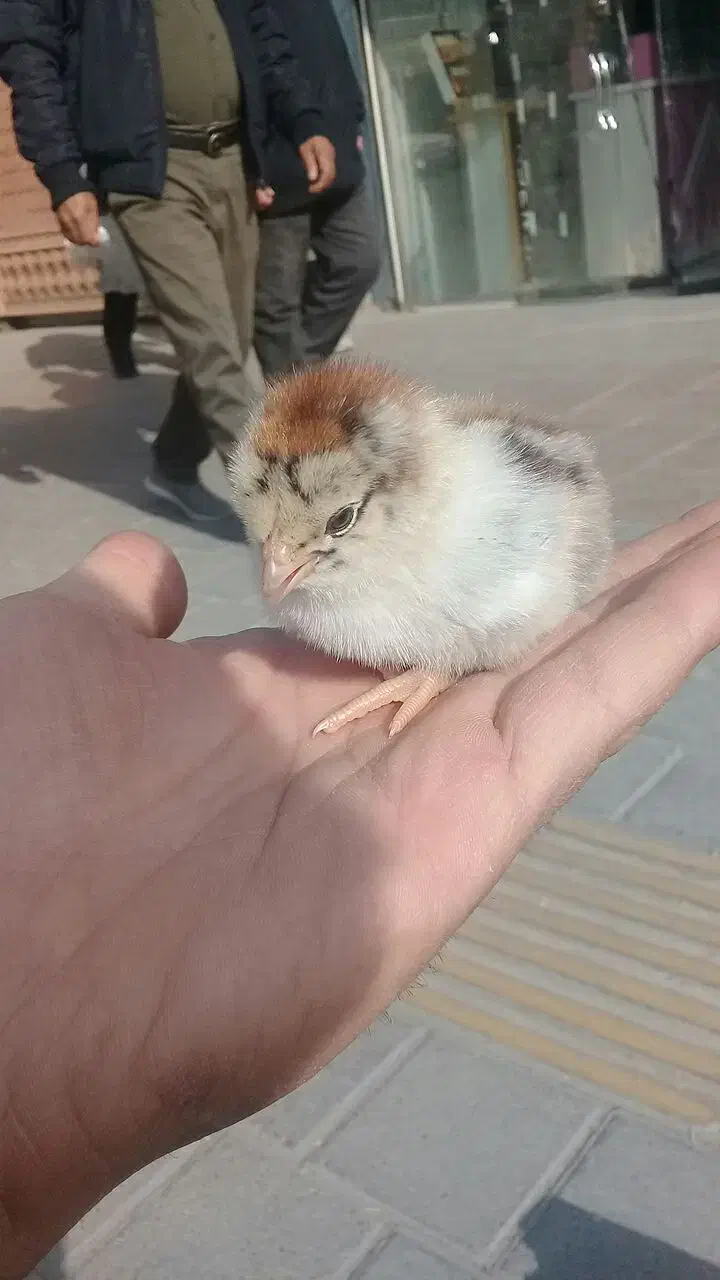 جوجه رنگی جوجه اردک جوجه گلپایگان جوجه مرغ خروس|حیوانات مزرعه|نیشابور, ابراهیمی|دیوار