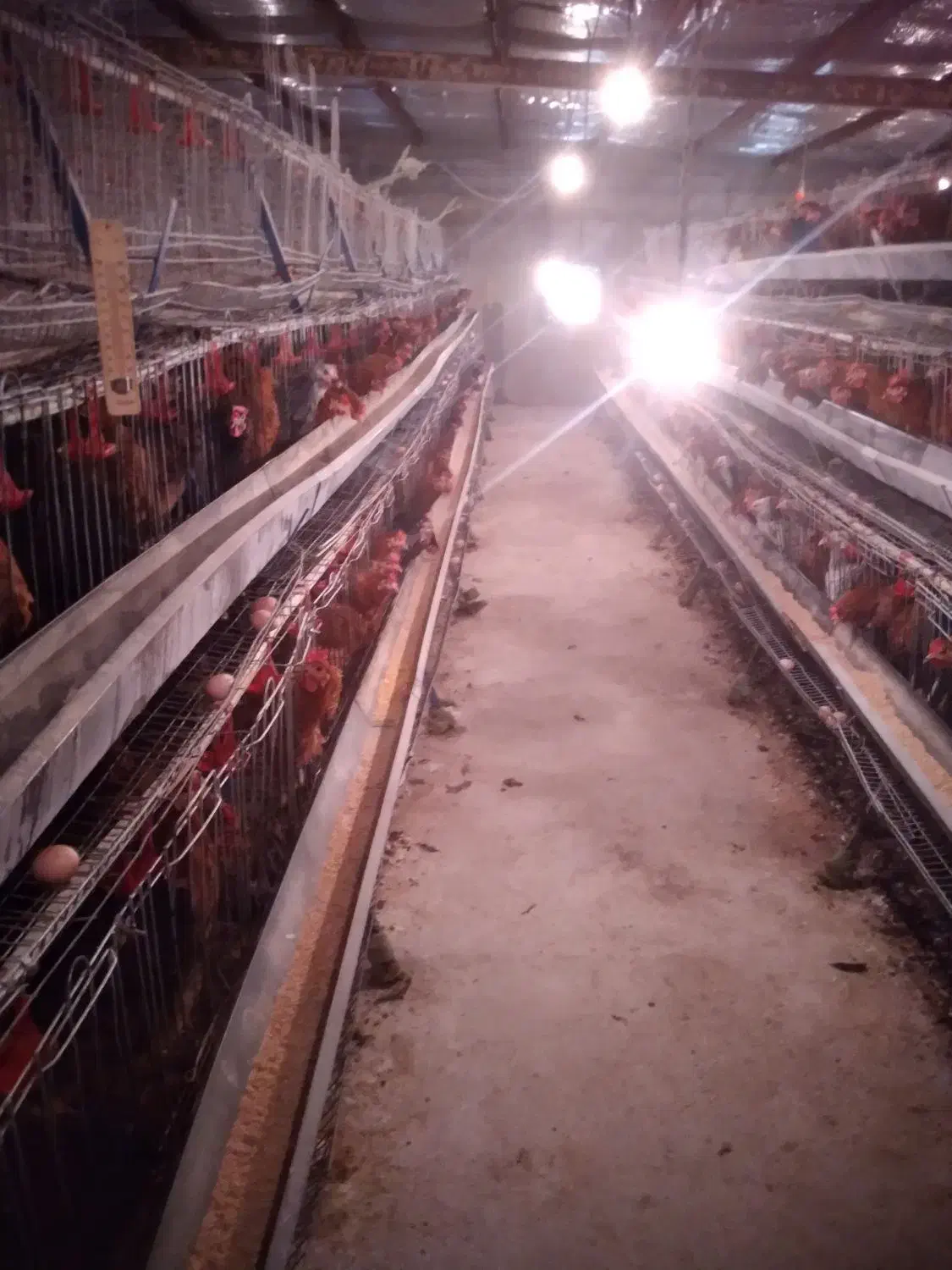 مرغ تخمگذار نژاد گلپایگانی|حیوانات مزرعه|فلاورجان, |دیوار