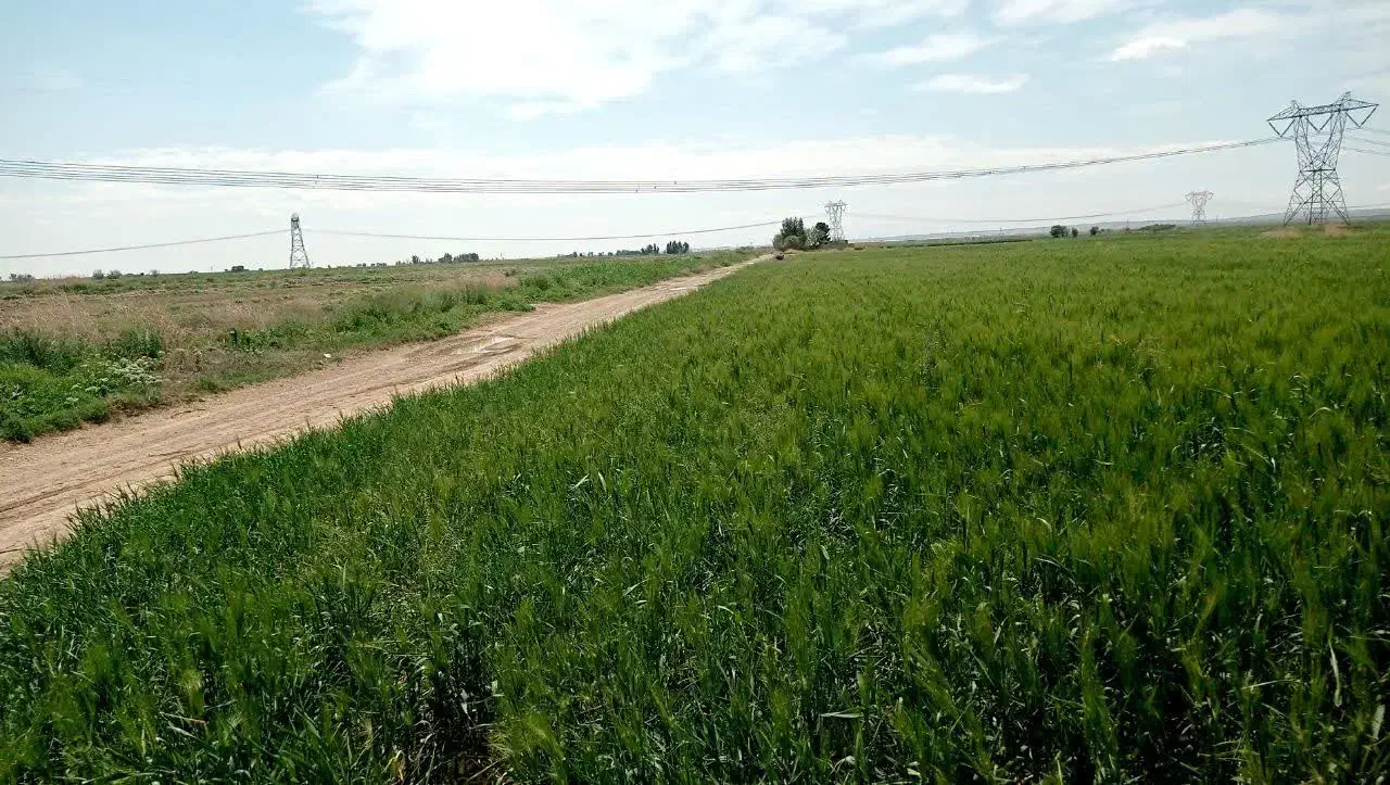 زمین کشاورزی متری ورامین روستای ایجدان|فروش زمین و ملک کلنگی|جوادآباد, |دیوار