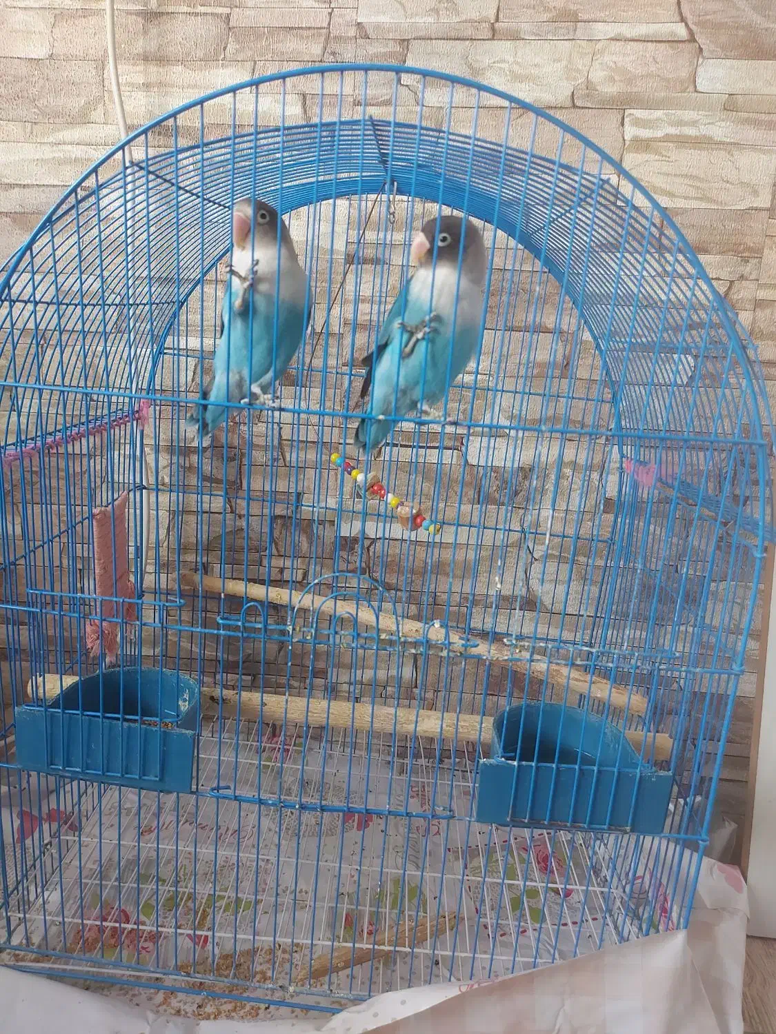 طوطی برزیلی نروماده بالغ با قفس معاوضه با مرغ|پرنده|قزوین, |دیوار