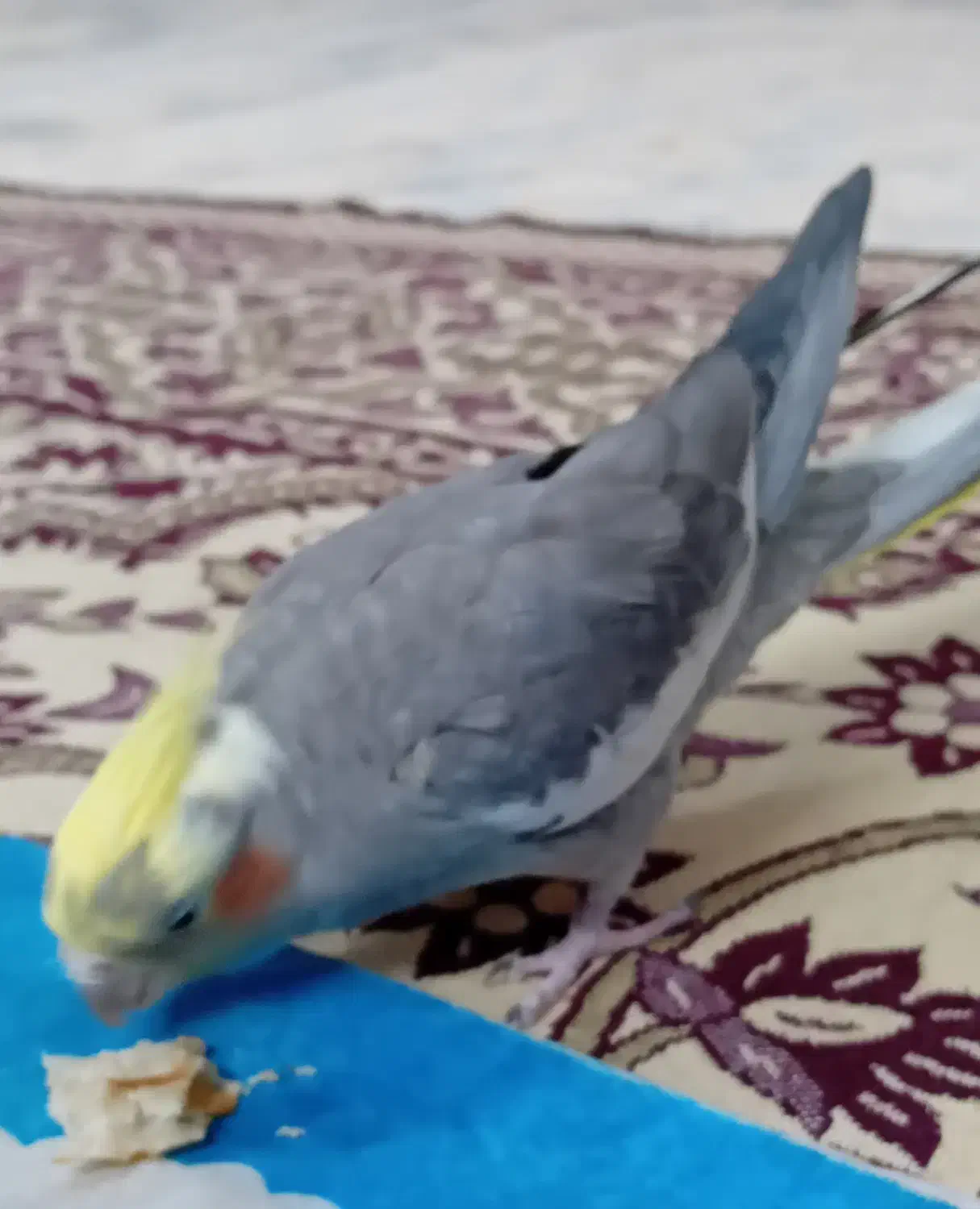 عروس هلندی|پرنده|مشهد, کوشش|دیوار