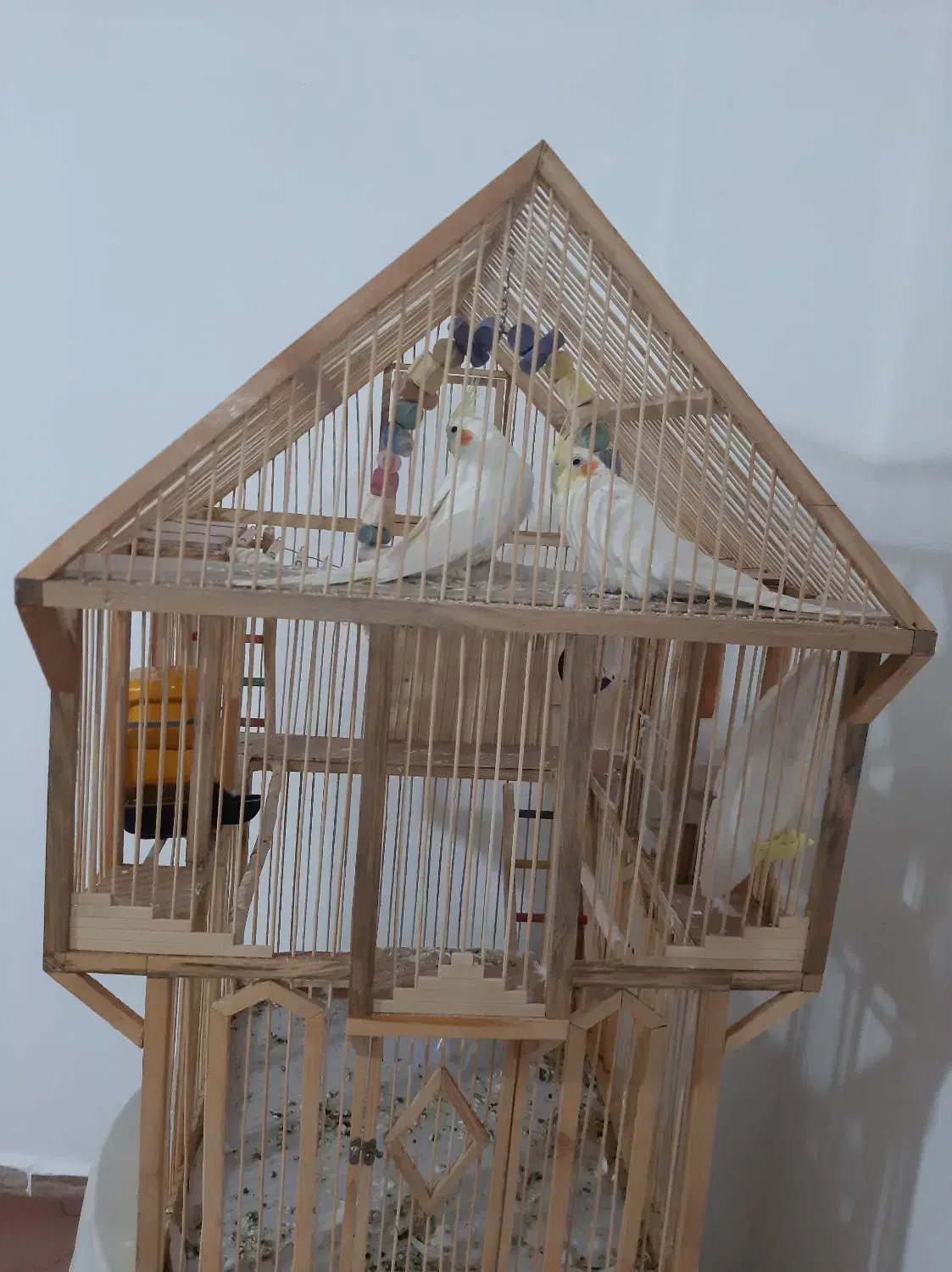 پرنده جفت لوتینو با قفس دست ساز چوبی|پرنده|فیروزکوه, |دیوار