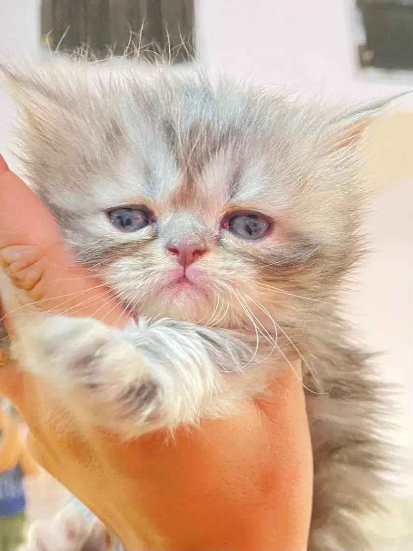 توله گربه پرشین و بیریتیش|گربه|اصفهان, نقش جهان|دیوار