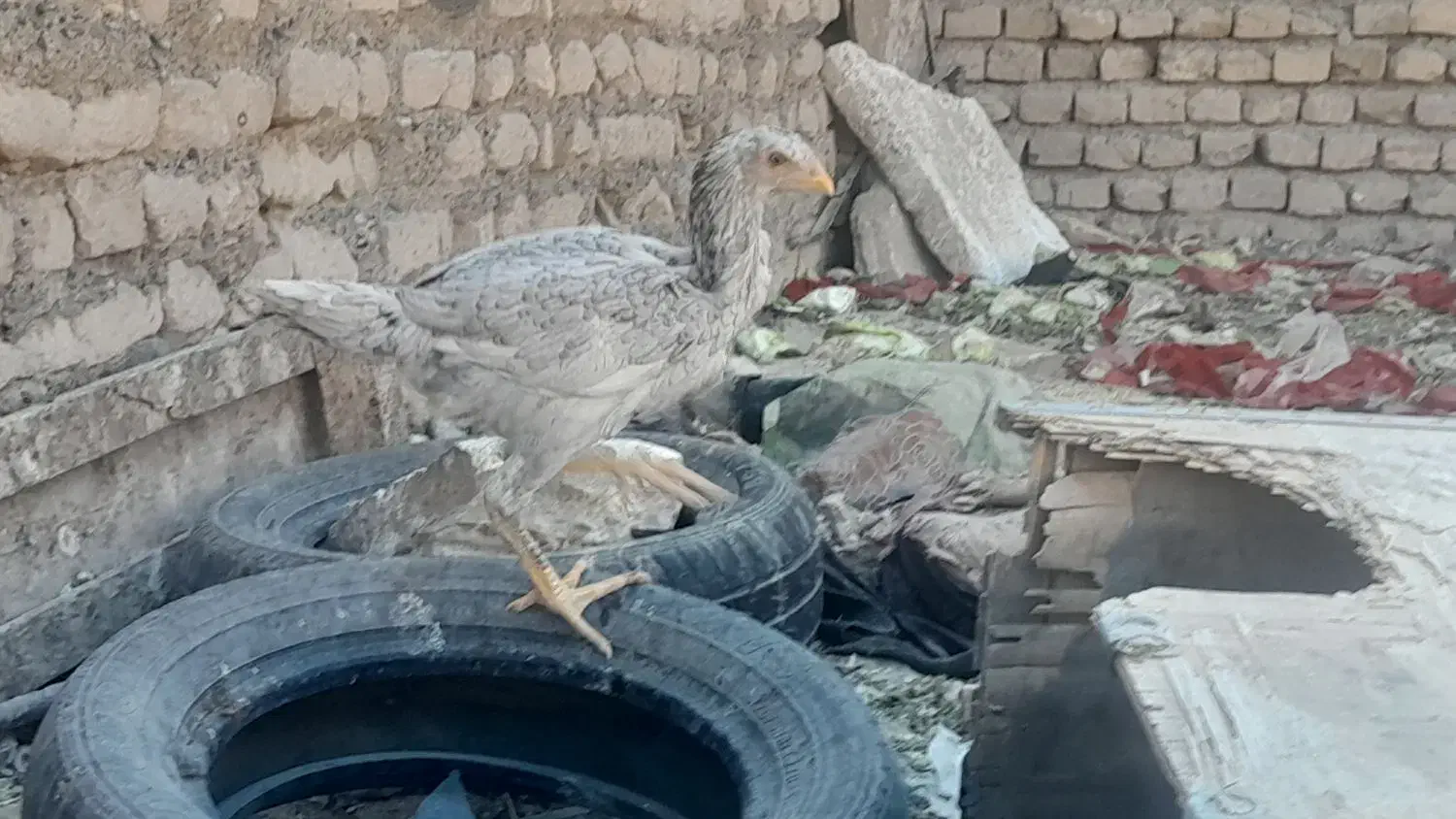 جوجه لاری|حیوانات مزرعه|تربتحیدریه, حسنی بالا|دیوار