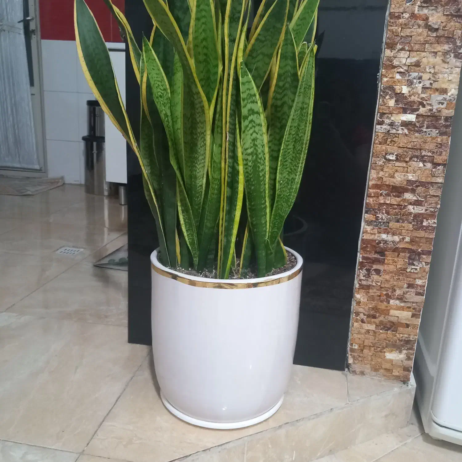 سانس سالم زیبا|گل و گیاه طبیعی|پیشوا, |دیوار