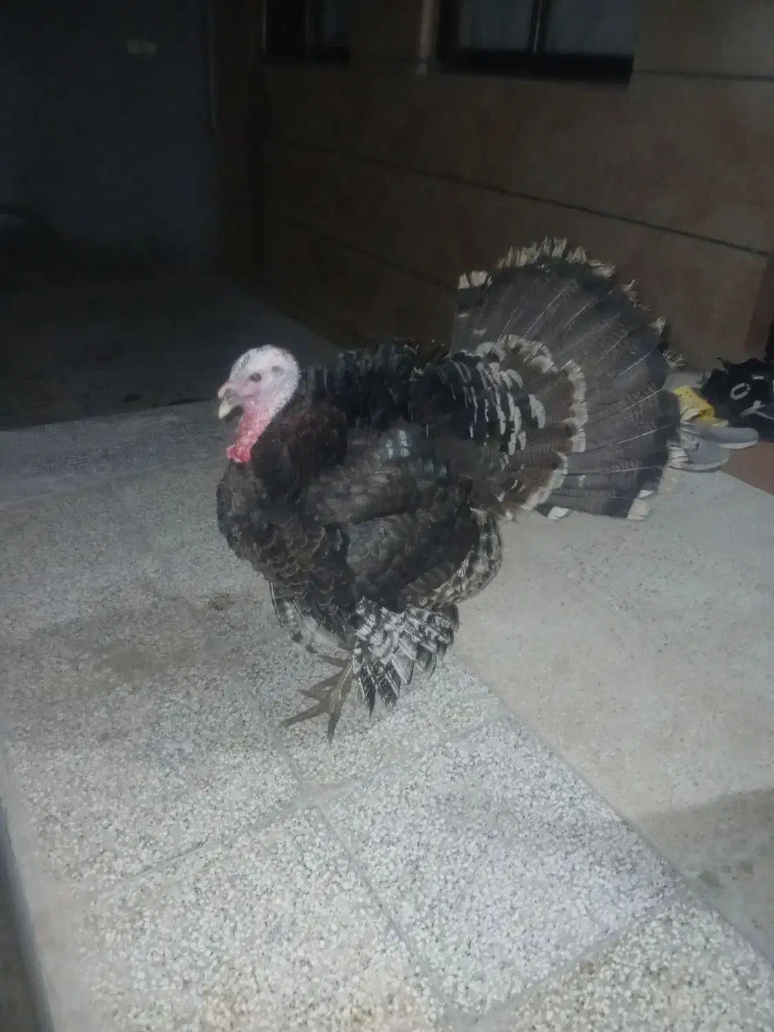 2 تا بوقلمون نر و 1 ماده جوانه|حیوانات مزرعه|قوچان, |دیوار