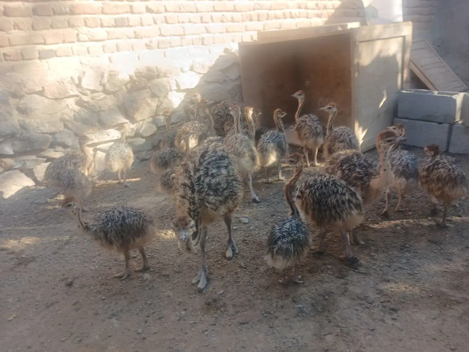 فروش جوجه شترمرغ|حیوانات مزرعه|بناب, |دیوار