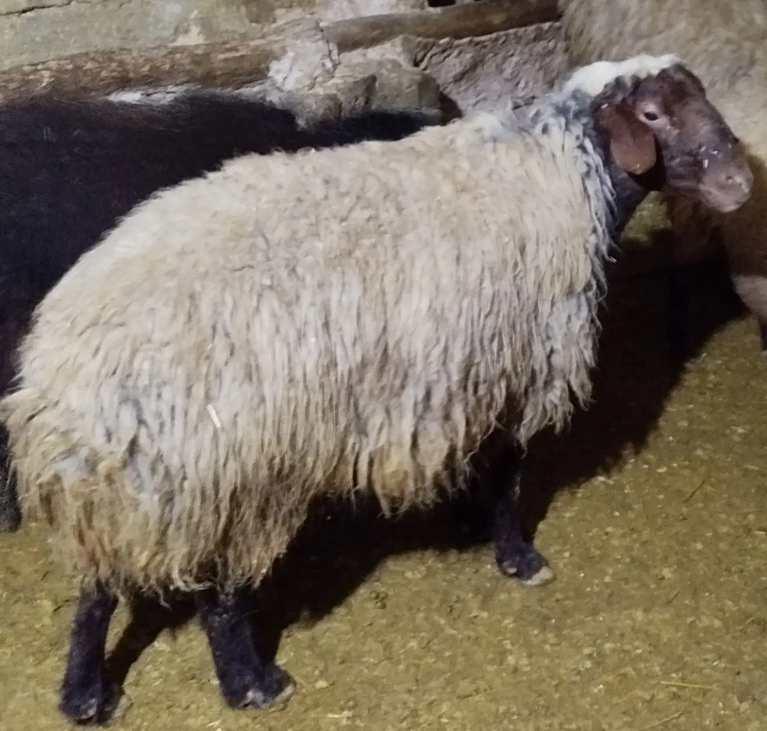 گوسفند و قوچ|حیوانات مزرعه|قیدار, |دیوار