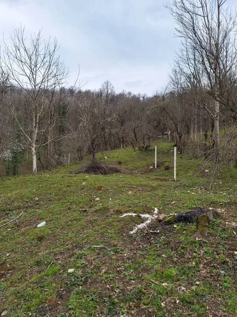 زمین مسکونی با پروانه در دل جنگل|فروش زمین و ملک کلنگی|سیاهکل, |دیوار