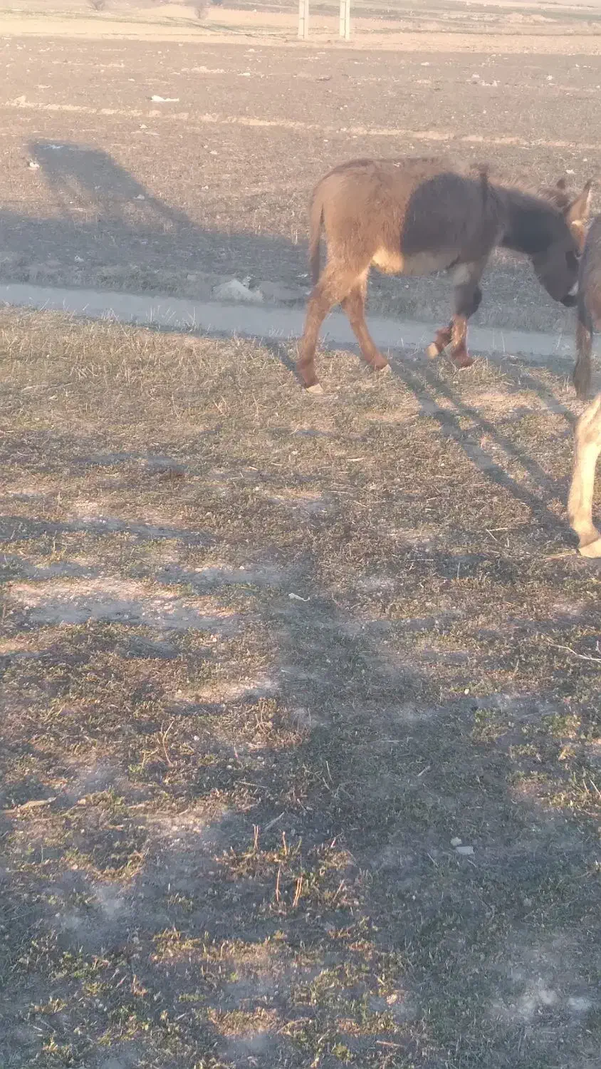 کره خر نر|حیوانات مزرعه|سرعین, |دیوار