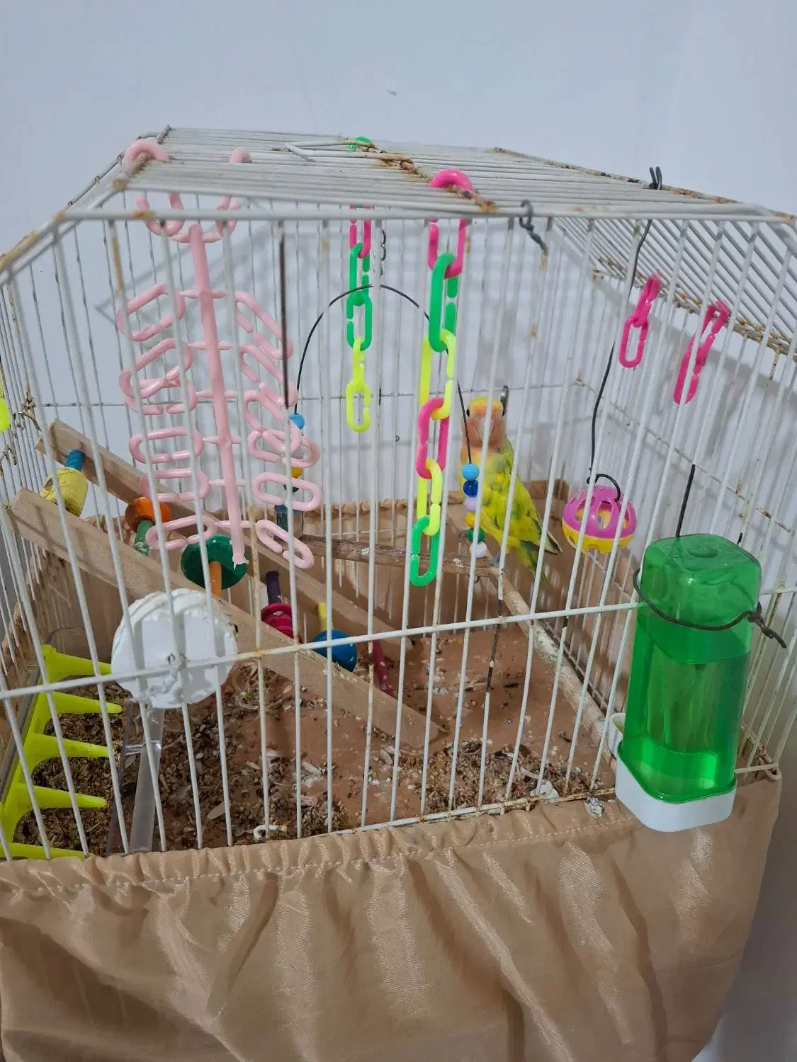 طوطی برزیلی|پرنده|چالوس, |دیوار