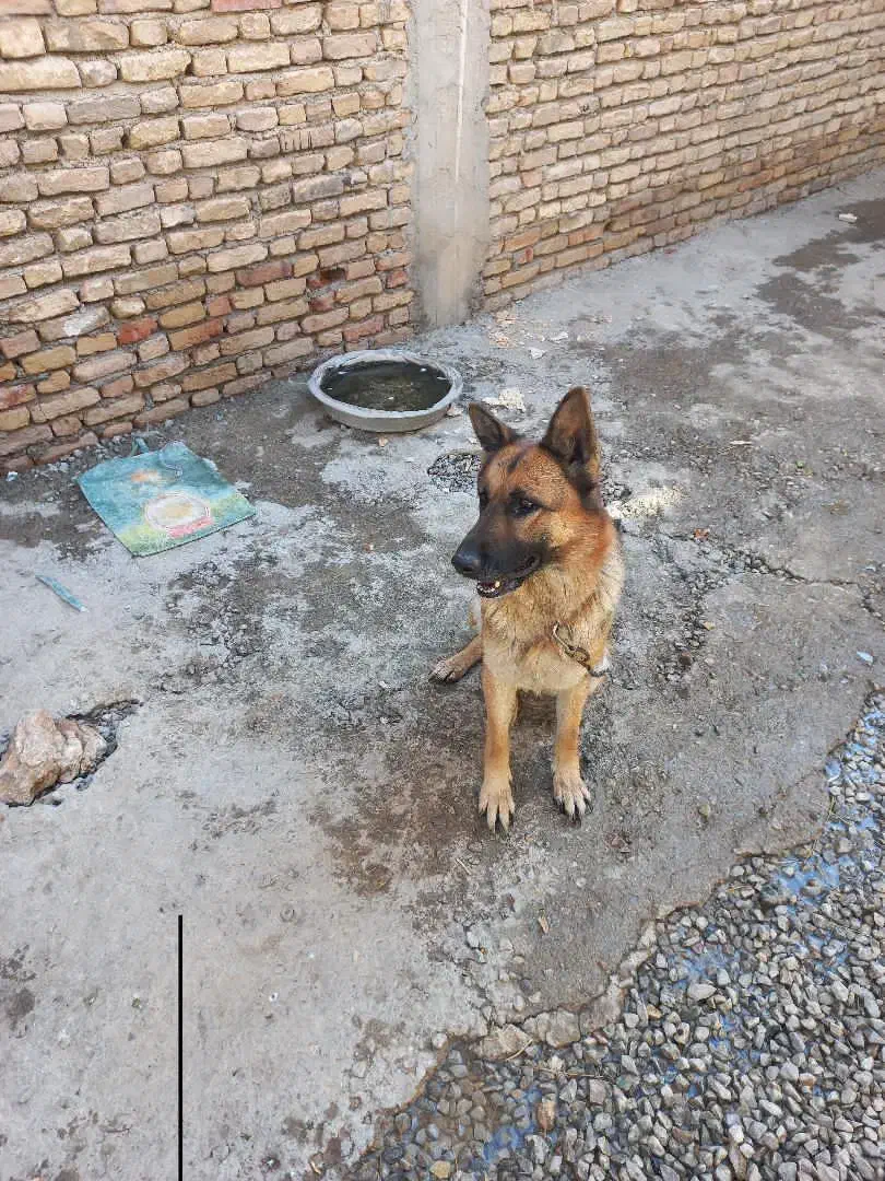 ژرمن و پاکوتاه|سگ|شهرکرد, |دیوار