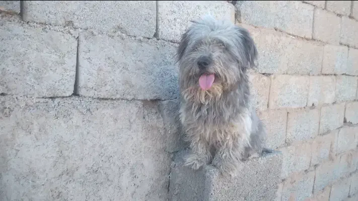 سگ شتیز|سگ|بیرجند, |دیوار