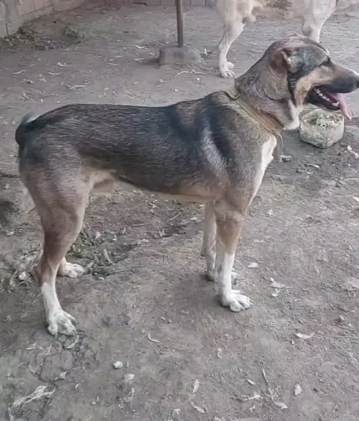 واگذاری نر سگ افغانی7ماهه|سگ|گرگان, |دیوار