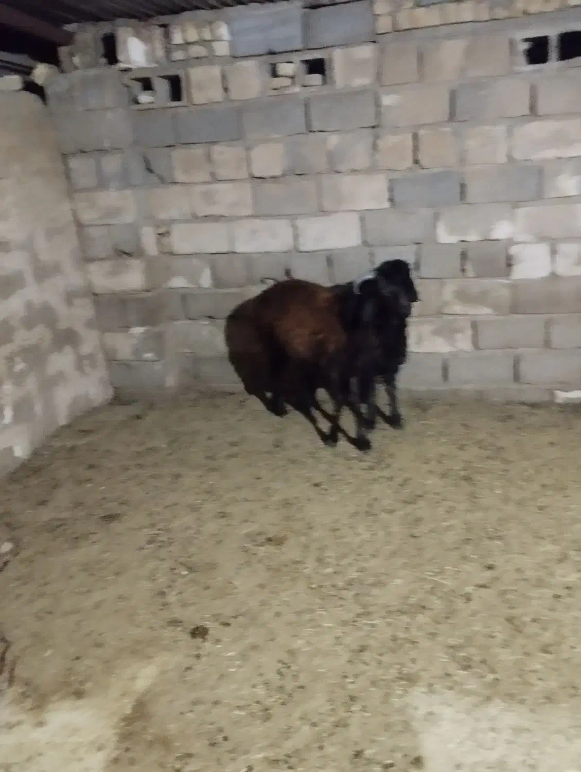 بر نر چینی|حیوانات مزرعه|نوبندگان, |دیوار