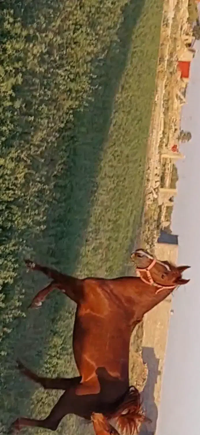 مادیون دیدنی|اسب و تجهیزات اسب‌سواری|مرودشت, ژیان|دیوار