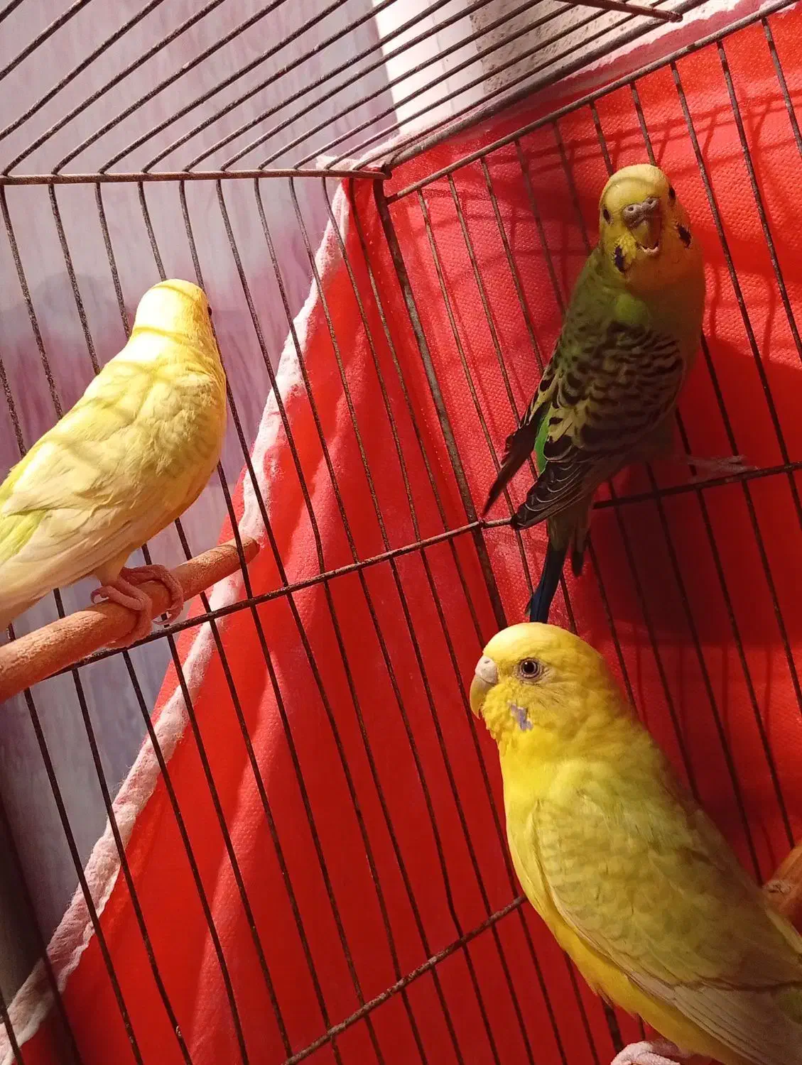 مرغ عشق|پرنده|الوند, |دیوار