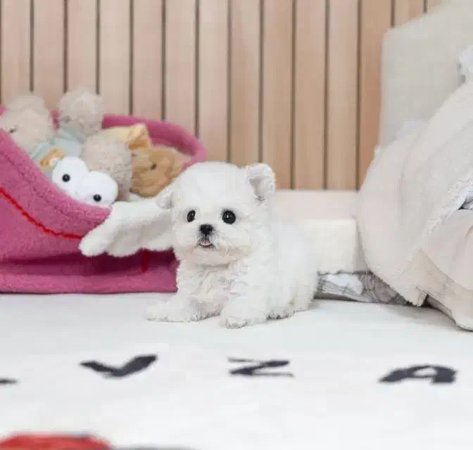 مینی|سگ|مشهد, ارشاد|دیوار