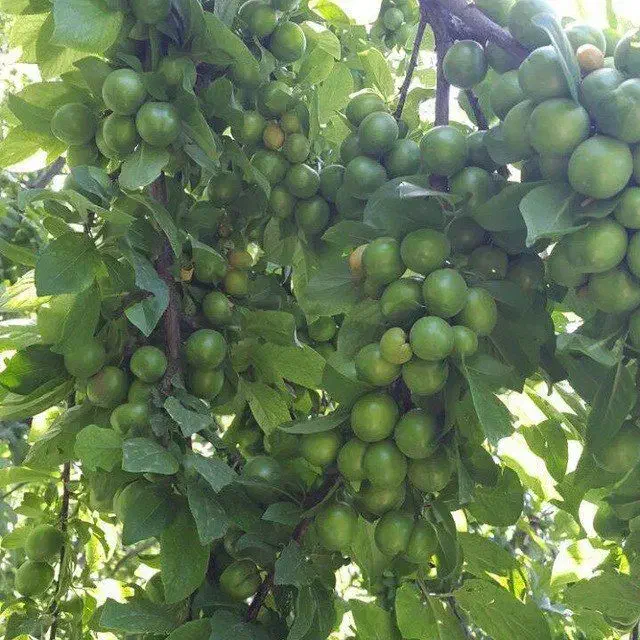 فروش باغچه نقلی دهشاد بالا شهریار|فروش خانه و ویلا|صباشهر, |دیوار