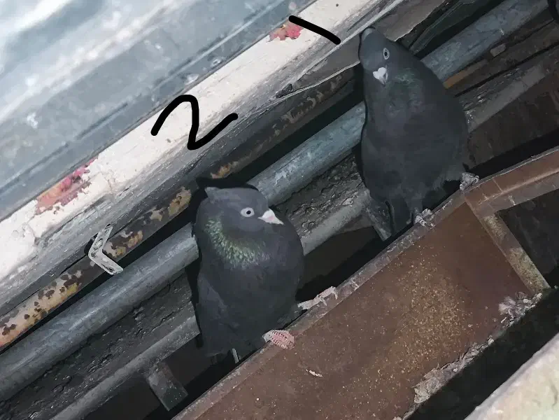 5 عدد کبوتر|پرنده|دهدشت, |دیوار