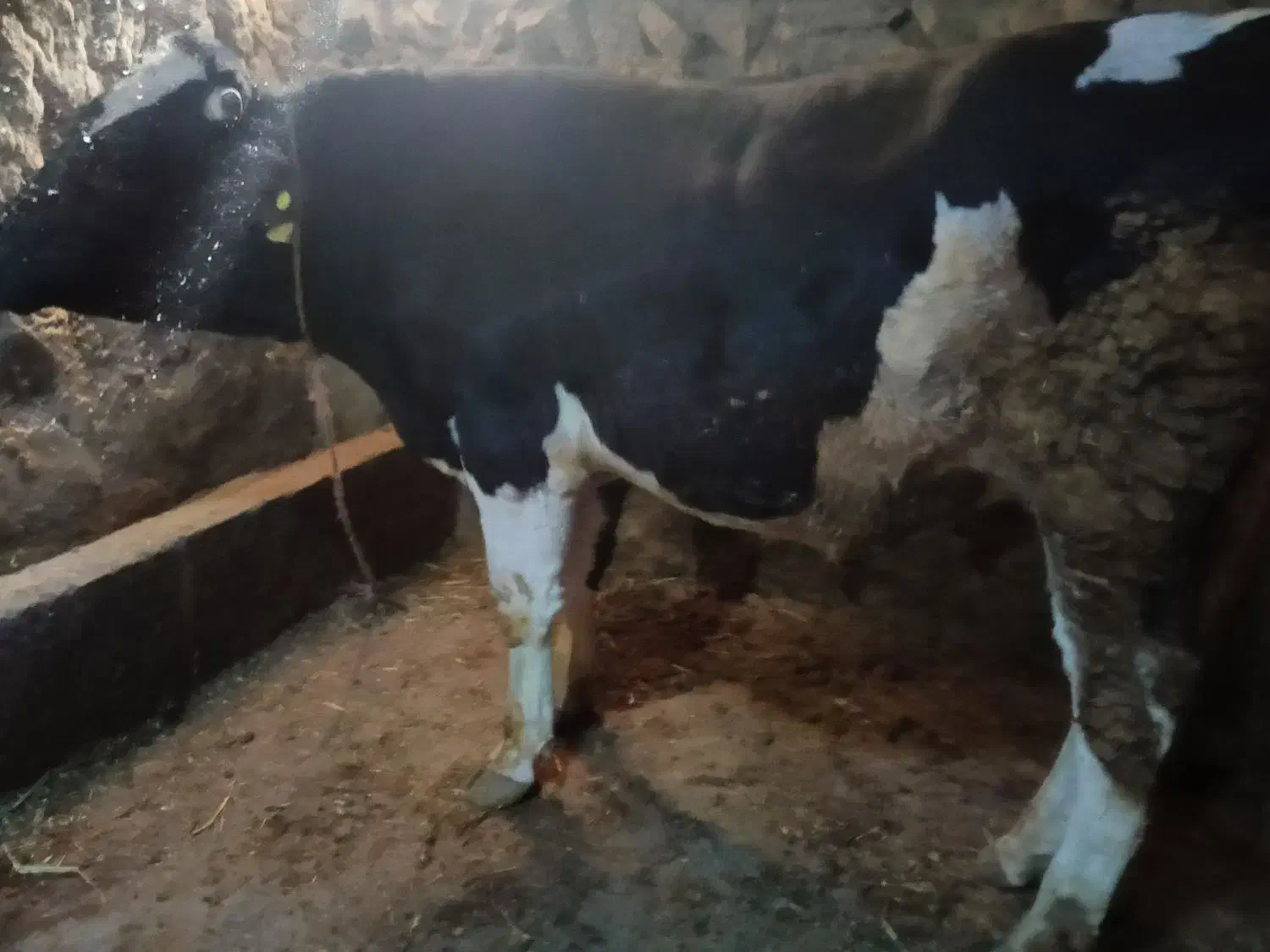 گوساله درجه یک نر|حیوانات مزرعه|تیکمه داش, |دیوار