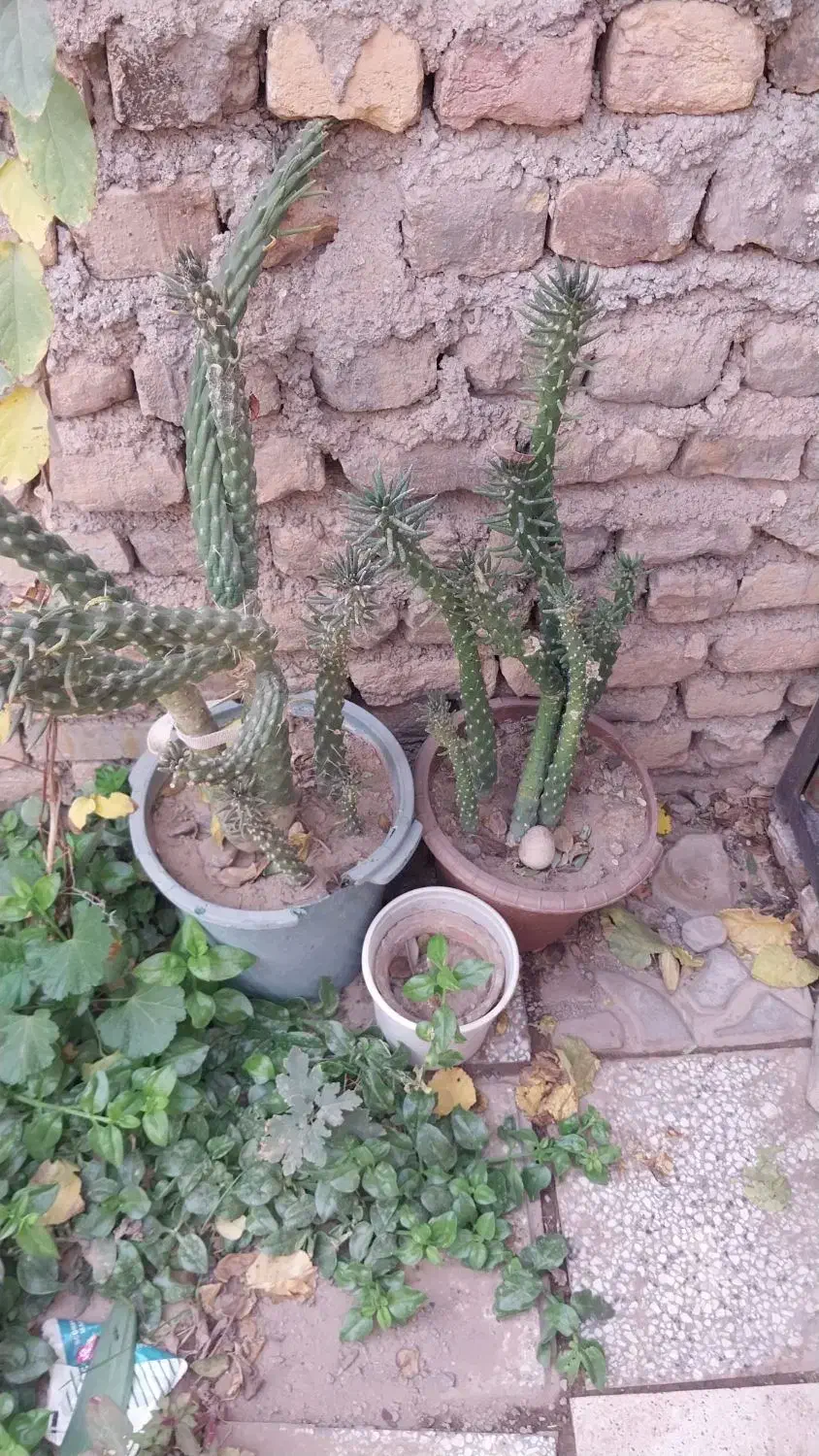 گل گیاهی شاداب|گل و گیاه طبیعی|تربتحیدریه, شهرک ولیعصر|دیوار