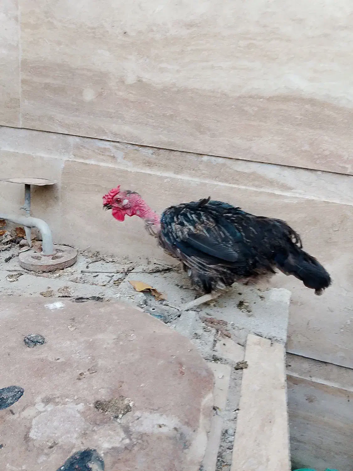 مرغ و خروس محلی|حیوانات مزرعه|اسکو, |دیوار