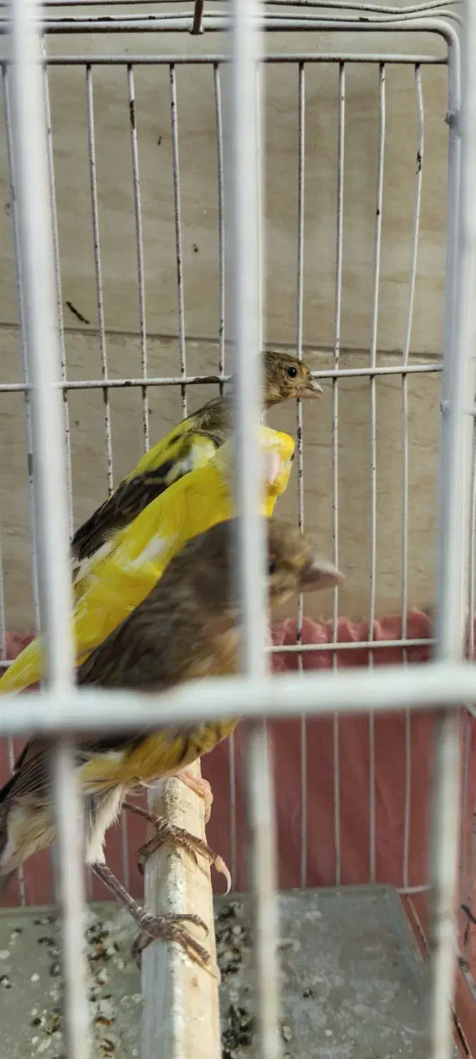 قناری نر مست|پرنده|بهبهان, |دیوار