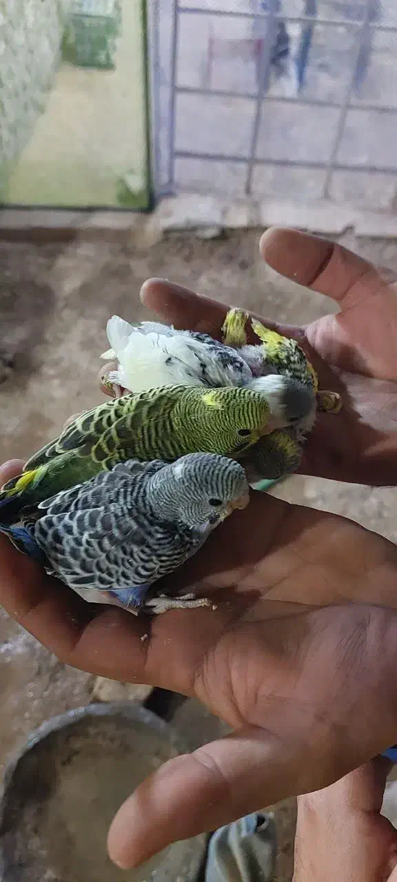 جوجه مرغ عشق|پرنده|یزد, |دیوار