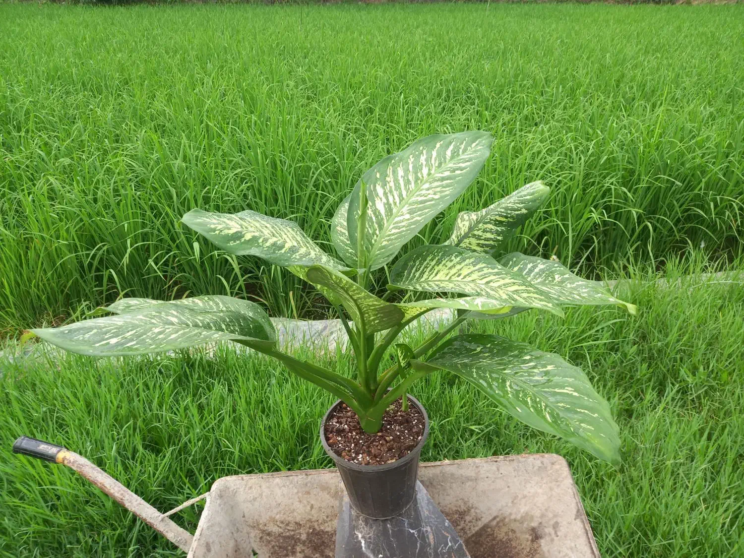 گل دیفن باخیا|گل و گیاه طبیعی|امامزاده عبدالله, |دیوار