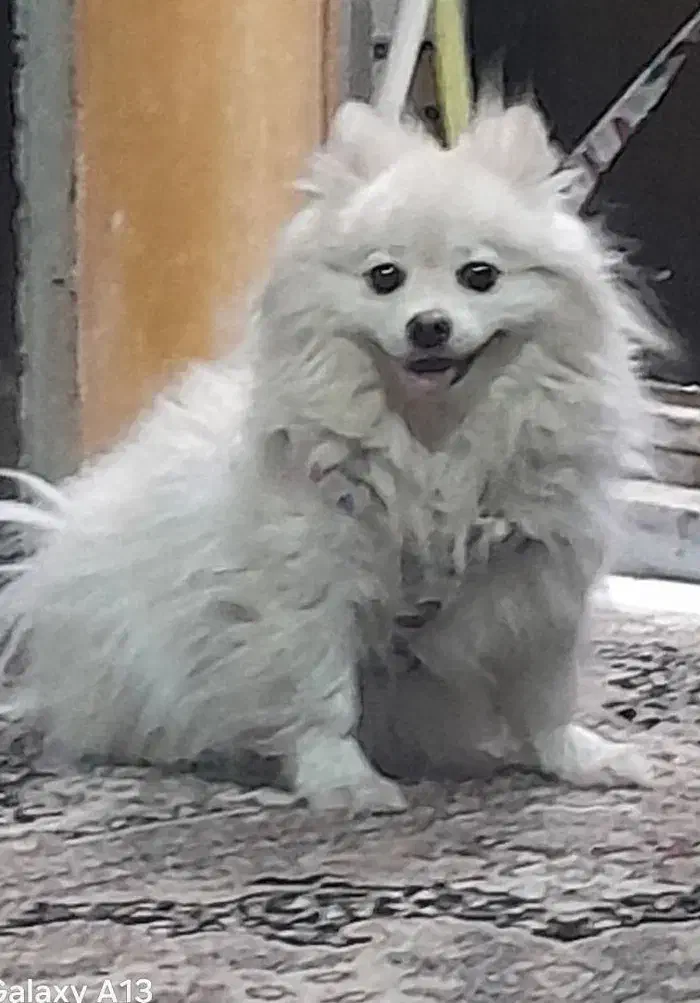 پامرین عروسکی|سگ|پاکدشت, پاکدشت (مامازند)|دیوار