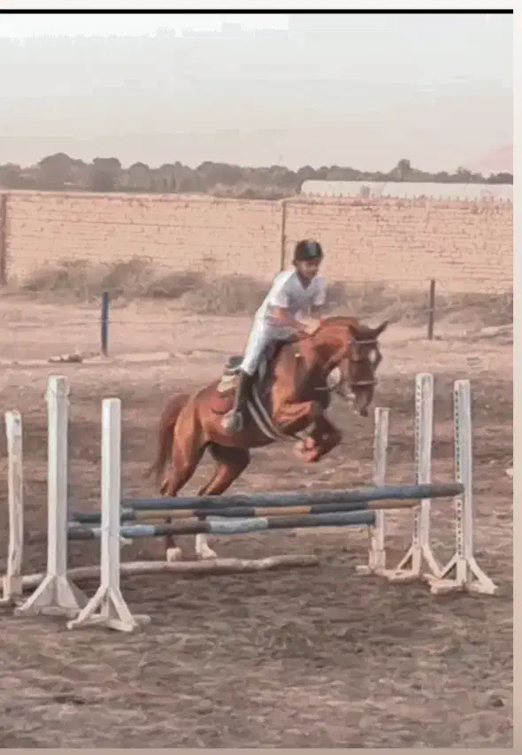 اسب پرشی|اسب و تجهیزات اسبسواری|ری, شهید بهشتی|دیوار