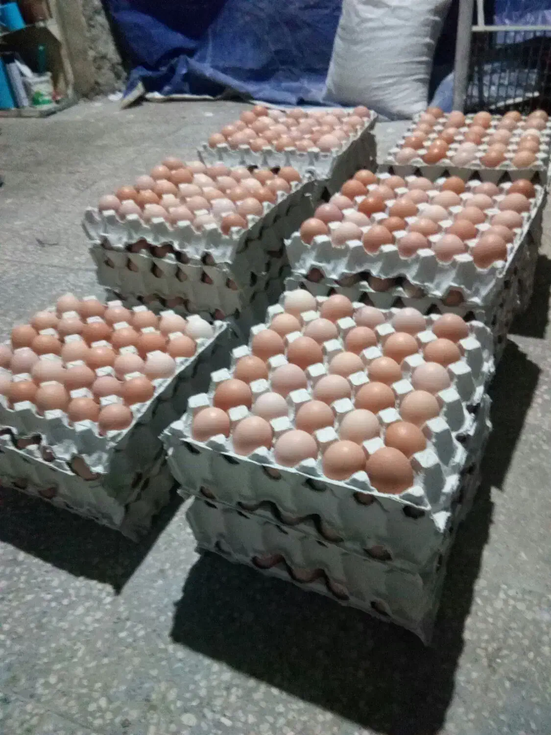 تخم مرغ|حیوانات مزرعه|یاسوج, |دیوار