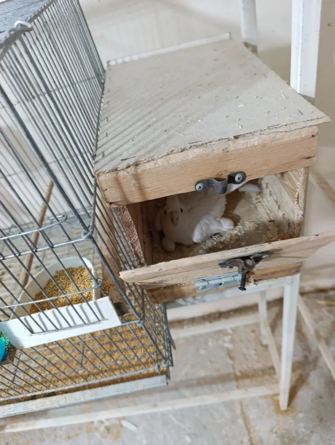 3 جفت طوطی عروس با جوجه نر و ماده تکی هم هست|پرنده|بندر ماهشهر, |دیوار