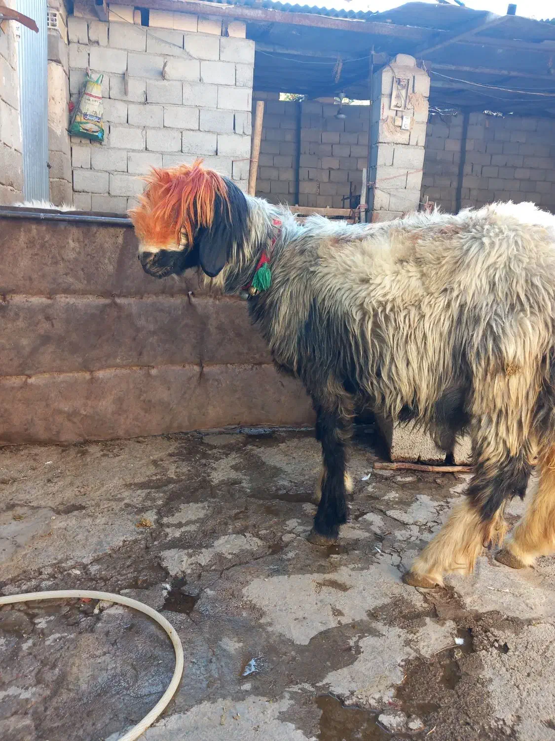 قوچ میش بز|حیوانات مزرعه|اردل, |دیوار