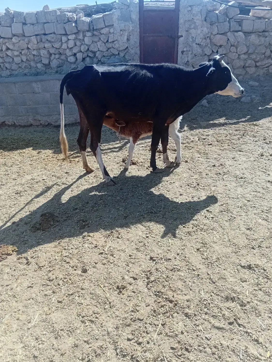 نر گوساله گاو سمینتال|حیوانات مزرعه|چیتاب, |دیوار