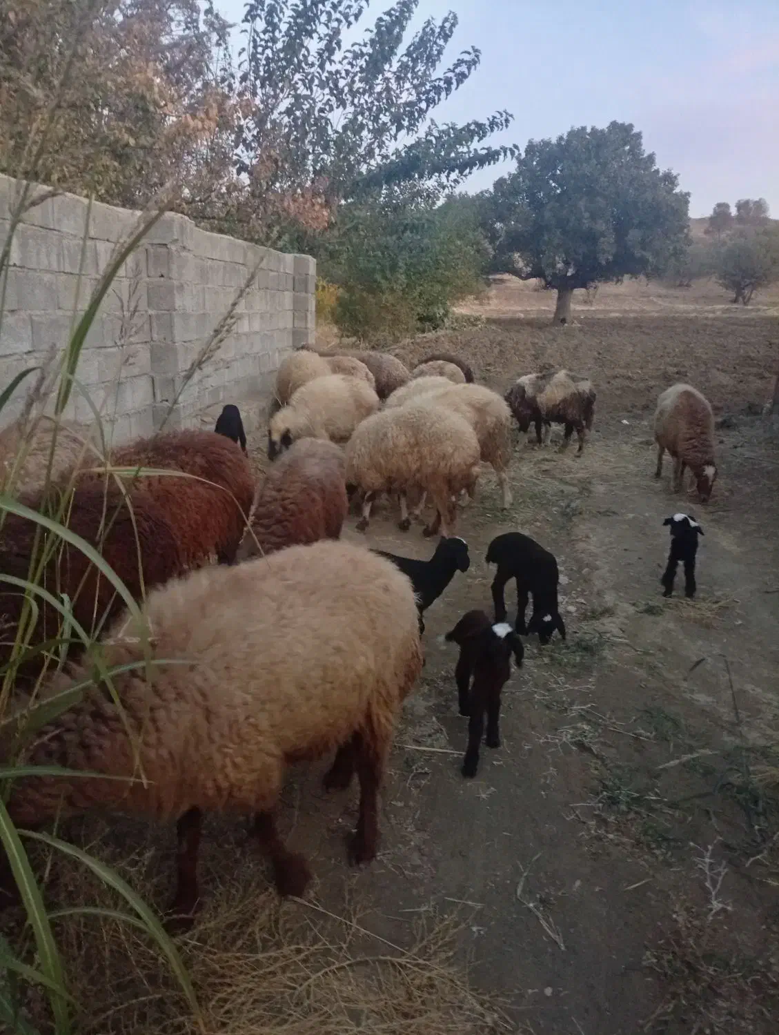 میش بره یا گوسفند|حیوانات مزرعه|شاهیوند, |دیوار