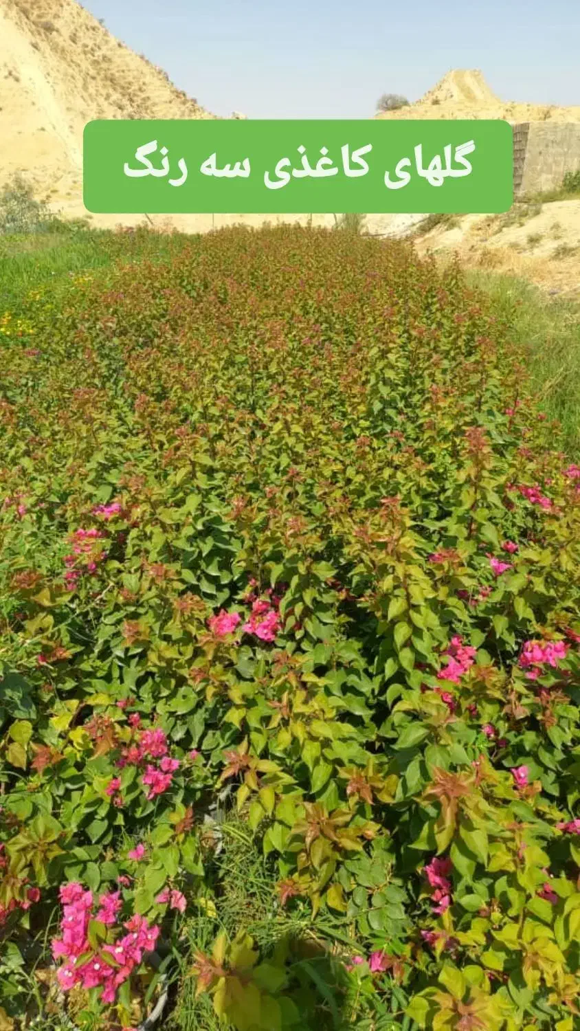 فروش نهال فضای سبز|خدمات باغبانی و درختکاری|بوشهر, |دیوار