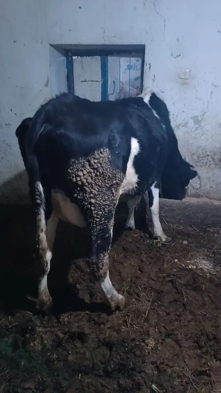 گاو شیری|حیوانات مزرعه|زنجانرود, |دیوار